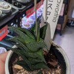 ハオルチア_ビスコーサ|多肉植物専門店リュミエール葛飾店_20260510
