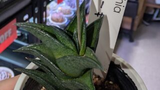 ハオルチア_ビスコーサ|多肉植物専門店リュミエール葛飾店_20260510