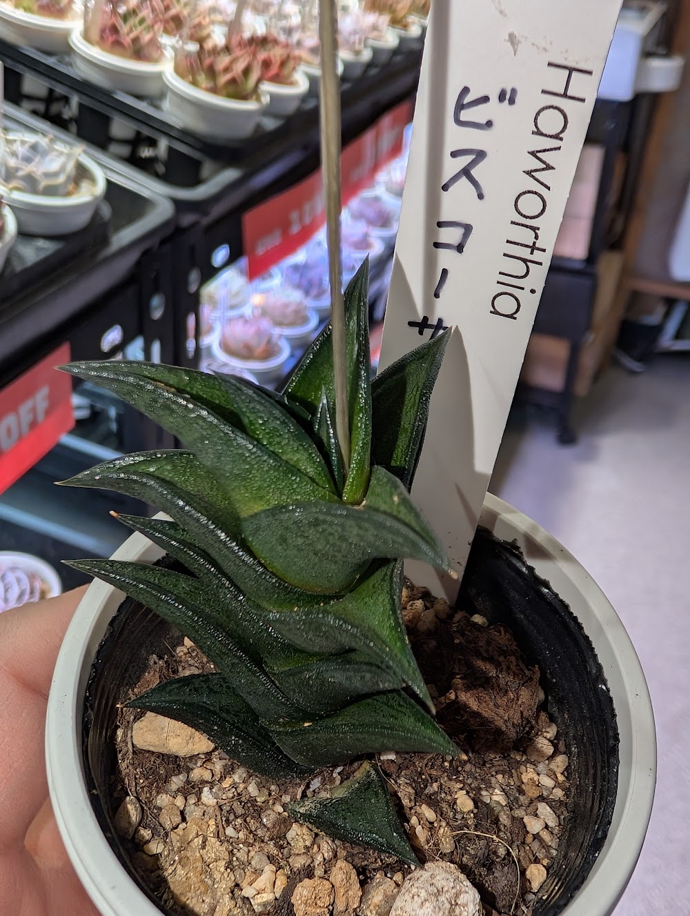 ハオルチア_ビスコーサ|多肉植物専門店リュミエール葛飾店_20260510