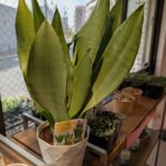 東京でエケベリアがたくさん並ぶ無人販売店|多肉植物専門店リュミエール葛飾店_20260511