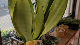 東京でエケベリアがたくさん並ぶ無人販売店|多肉植物専門店リュミエール葛飾店_20260511
