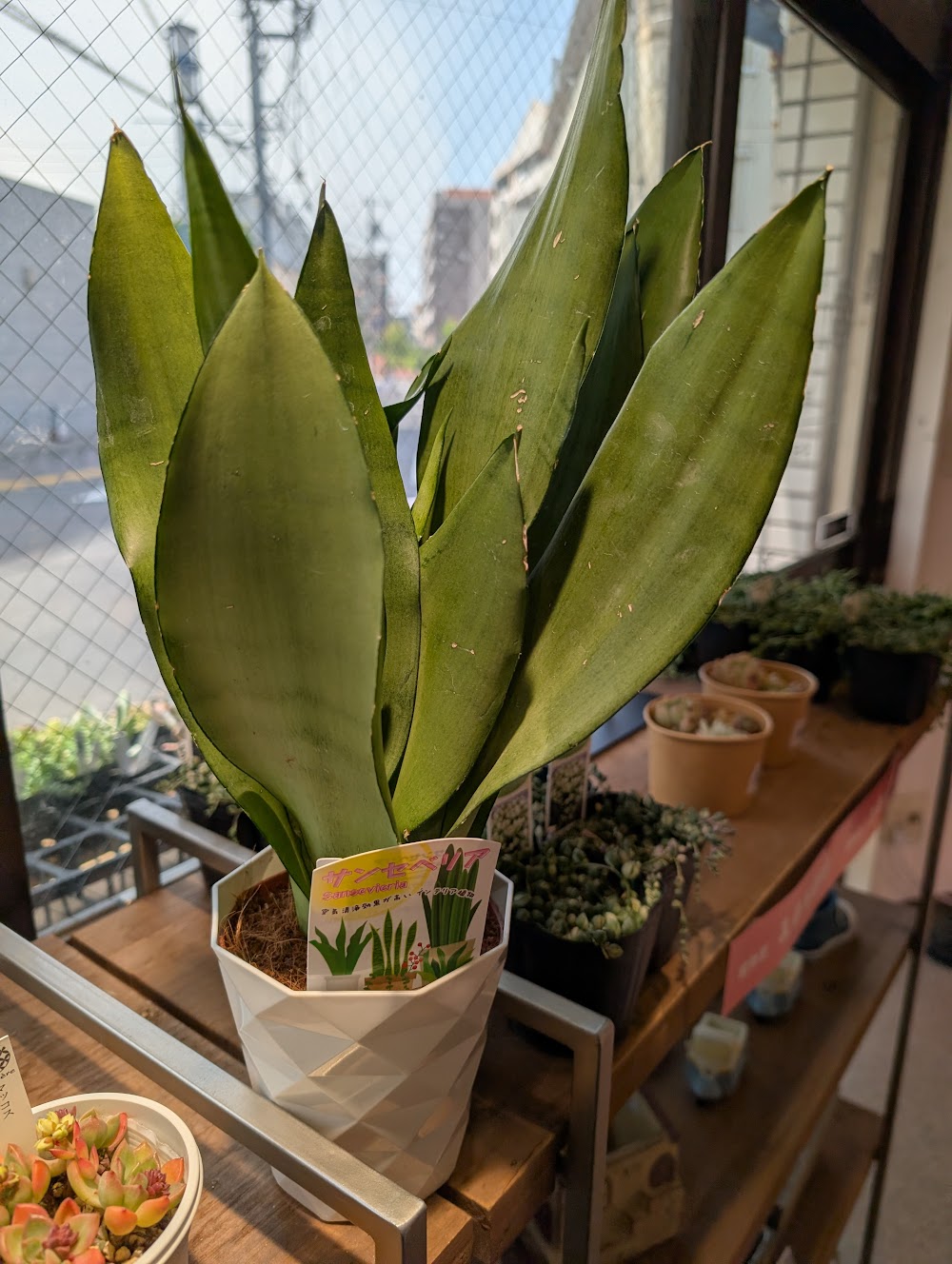 東京でエケベリアがたくさん並ぶ無人販売店|多肉植物専門店リュミエール葛飾店_20260511