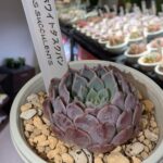東京でエケベリアがたくさん並ぶ無人販売店|多肉植物専門店リュミエール葛飾店_20260512