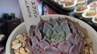 東京でエケベリアがたくさん並ぶ無人販売店|多肉植物専門店リュミエール葛飾店_20260512
