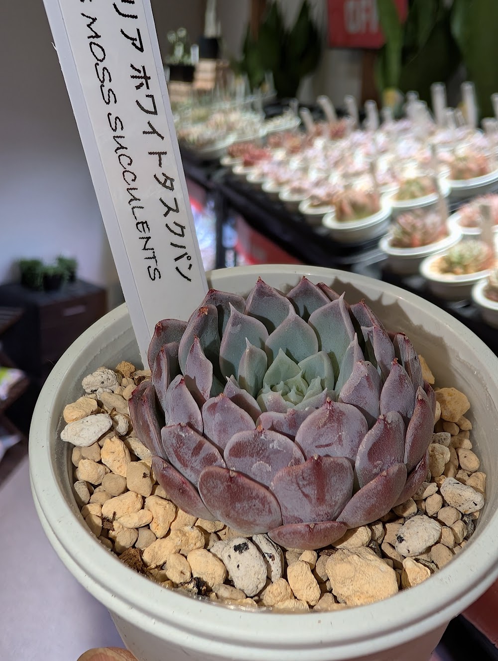 東京でエケベリアがたくさん並ぶ無人販売店|多肉植物専門店リュミエール葛飾店_20260512