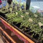 東京でエケベリアがたくさん並ぶ無人販売店|多肉植物専門店リュミエール葛飾店_20260513