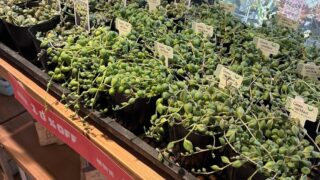 東京でエケベリアがたくさん並ぶ無人販売店|多肉植物専門店リュミエール葛飾店_20260513