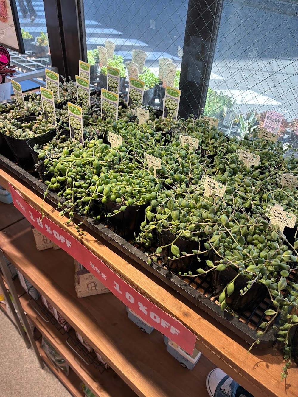東京でエケベリアがたくさん並ぶ無人販売店|多肉植物専門店リュミエール葛飾店_20260513
