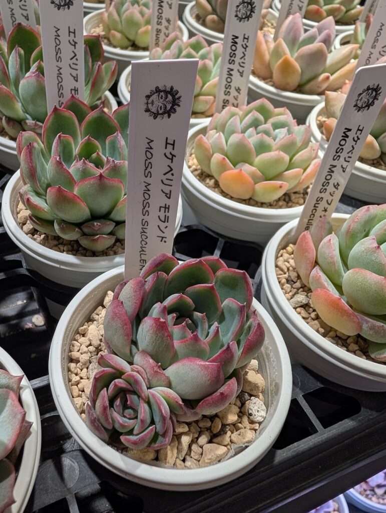 東京でエケベリアがたくさん並ぶ無人販売店|多肉植物専門店リュミエール葛飾店_20260514
