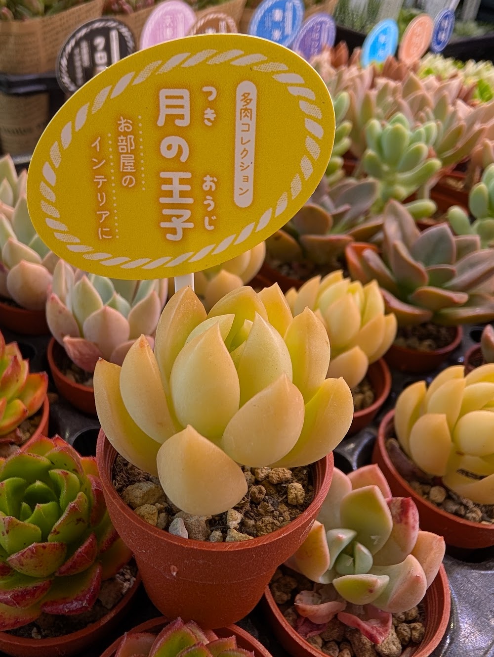 柏屋商店・月の王子|多肉植物専門店リュミエール葛飾店_20260514