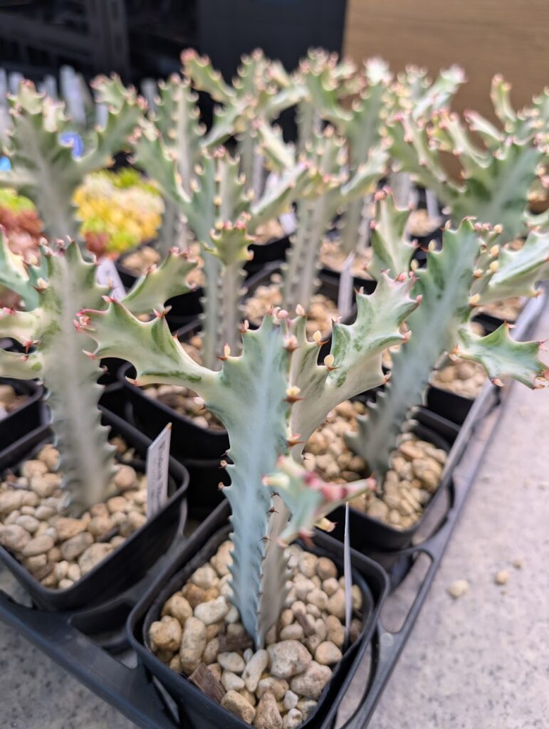 ユーフォルビア・ホワイトゴースト|多肉植物専門店リュミエール葛飾店_20260514