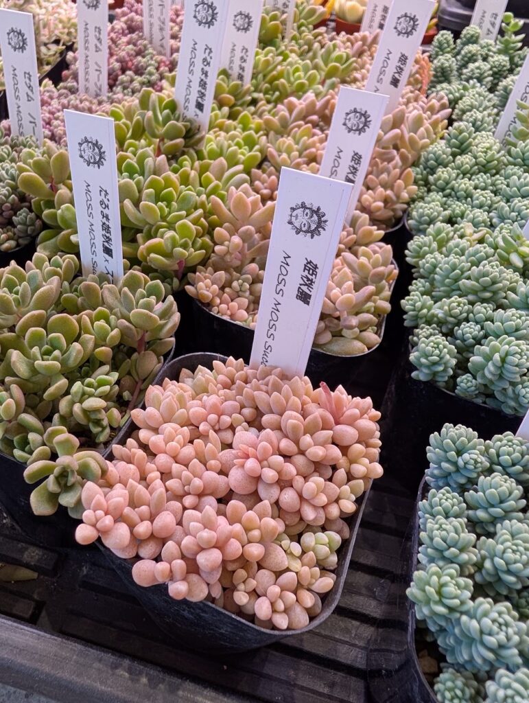 つぶつぶ系多肉姫秋麗|多肉植物専門店リュミエール葛飾店_20260514