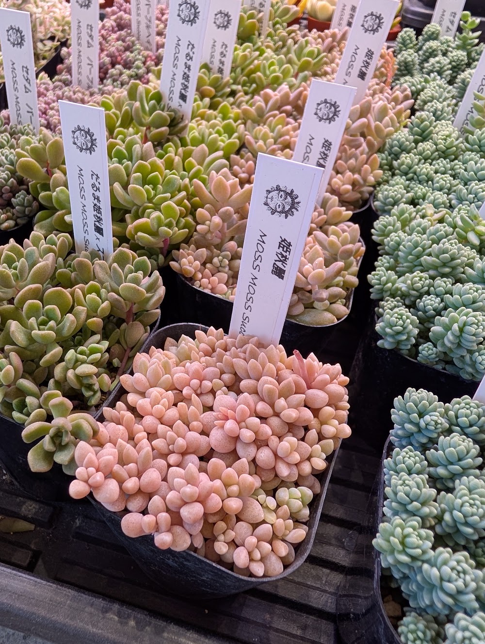 つぶつぶ系多肉姫秋麗|多肉植物専門店リュミエール葛飾店_20260514