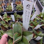 サンスベリアサムライドワーフ|多肉植物専門店リュミエール葛飾店_20260514