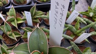 サンスベリアサムライドワーフ|多肉植物専門店リュミエール葛飾店_20260514