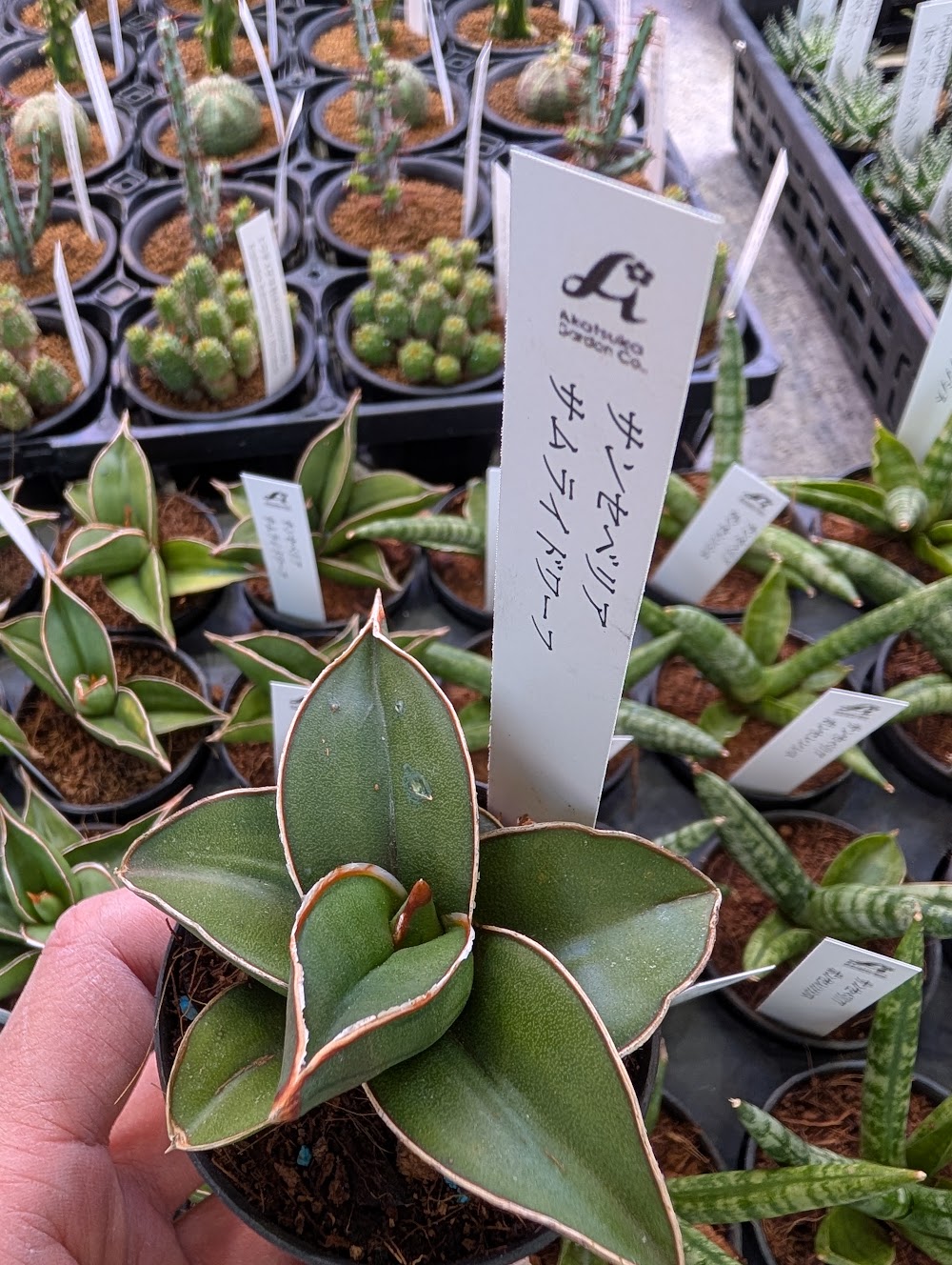 サンスベリアサムライドワーフ|多肉植物専門店リュミエール葛飾店_20260514