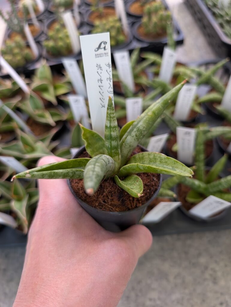 サンスベリア・ボンセレンシス|多肉植物専門店リュミエール葛飾店_20260514