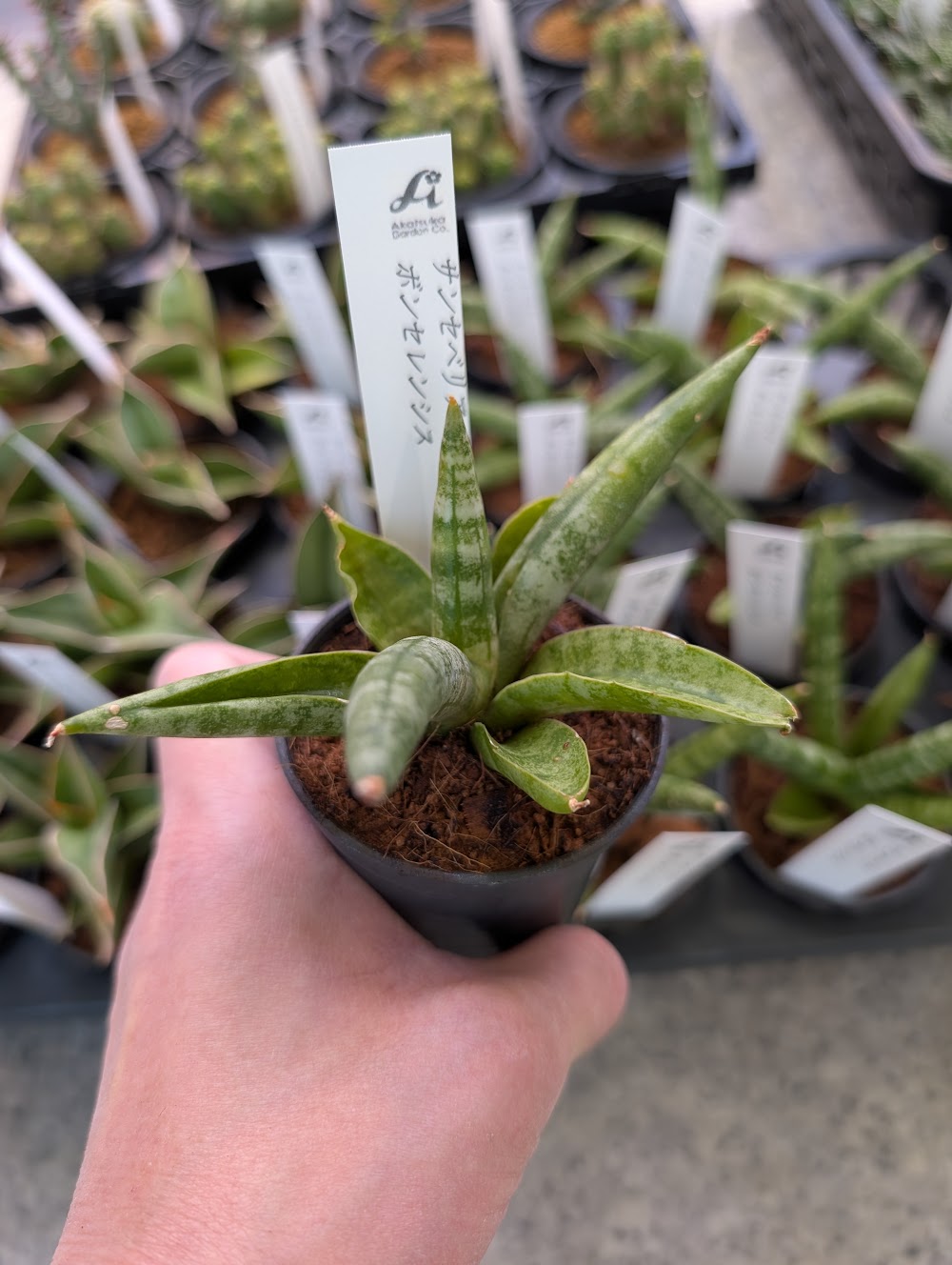 サンスベリア・ボンセレンシス|多肉植物専門店リュミエール葛飾店_20260514