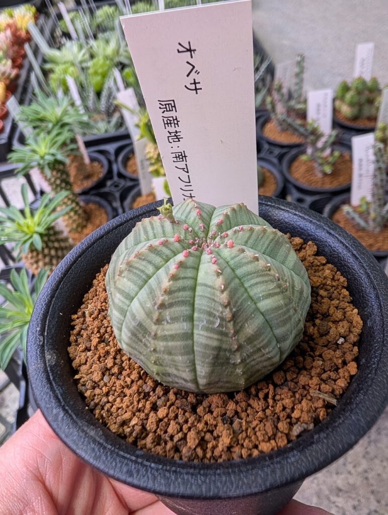 ユーフォルビア・オベサ|多肉植物専門店リュミエール葛飾店_20260514