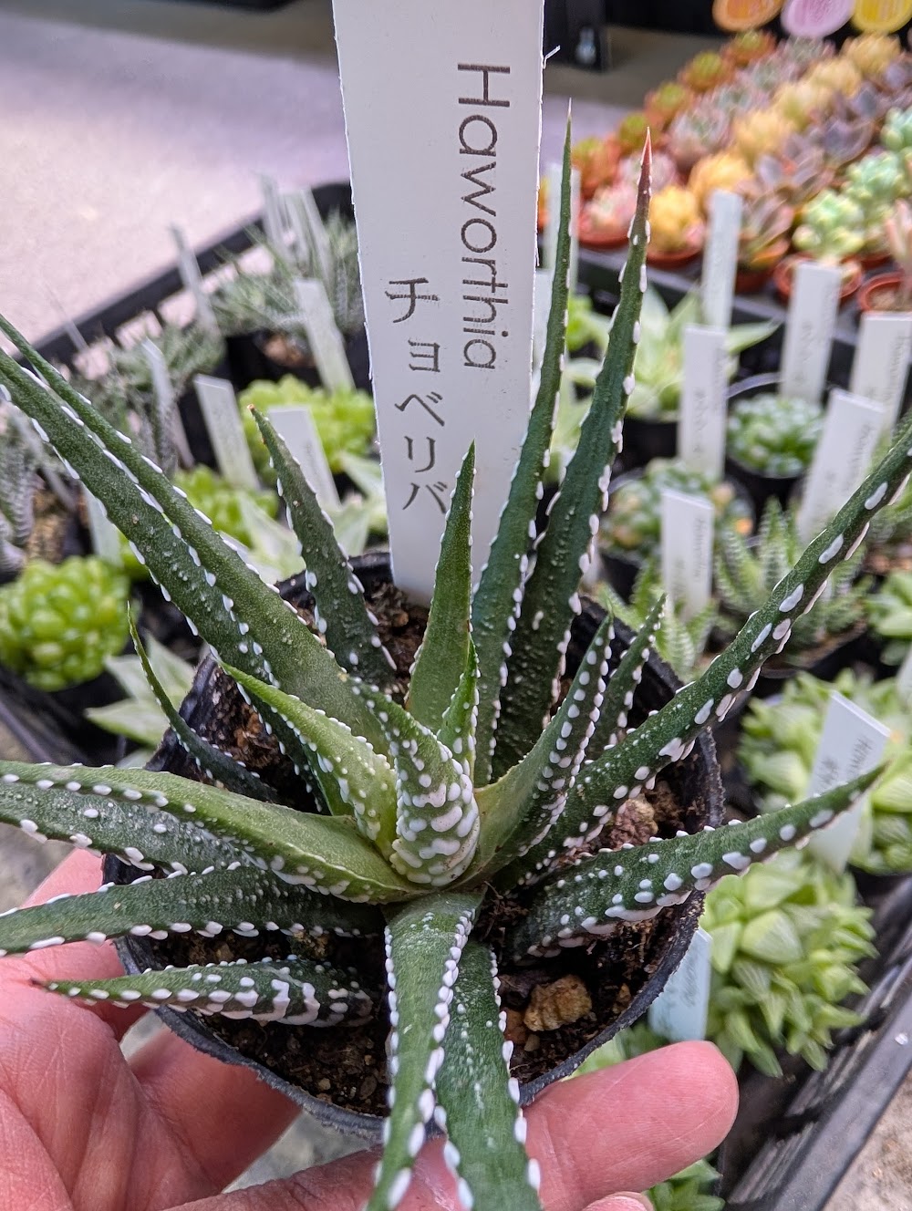 ハオルチア・チョベリバ|多肉植物専門店リュミエール葛飾店_20260514