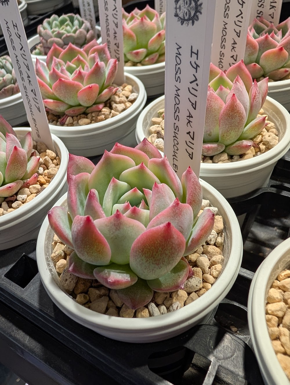 東京でエケベリアがたくさん並ぶ無人販売店|多肉植物専門店リュミエール葛飾店_20260514