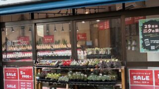 東京でエケベリアがたくさん並ぶ無人販売店|多肉植物専門店リュミエール葛飾店_20260517