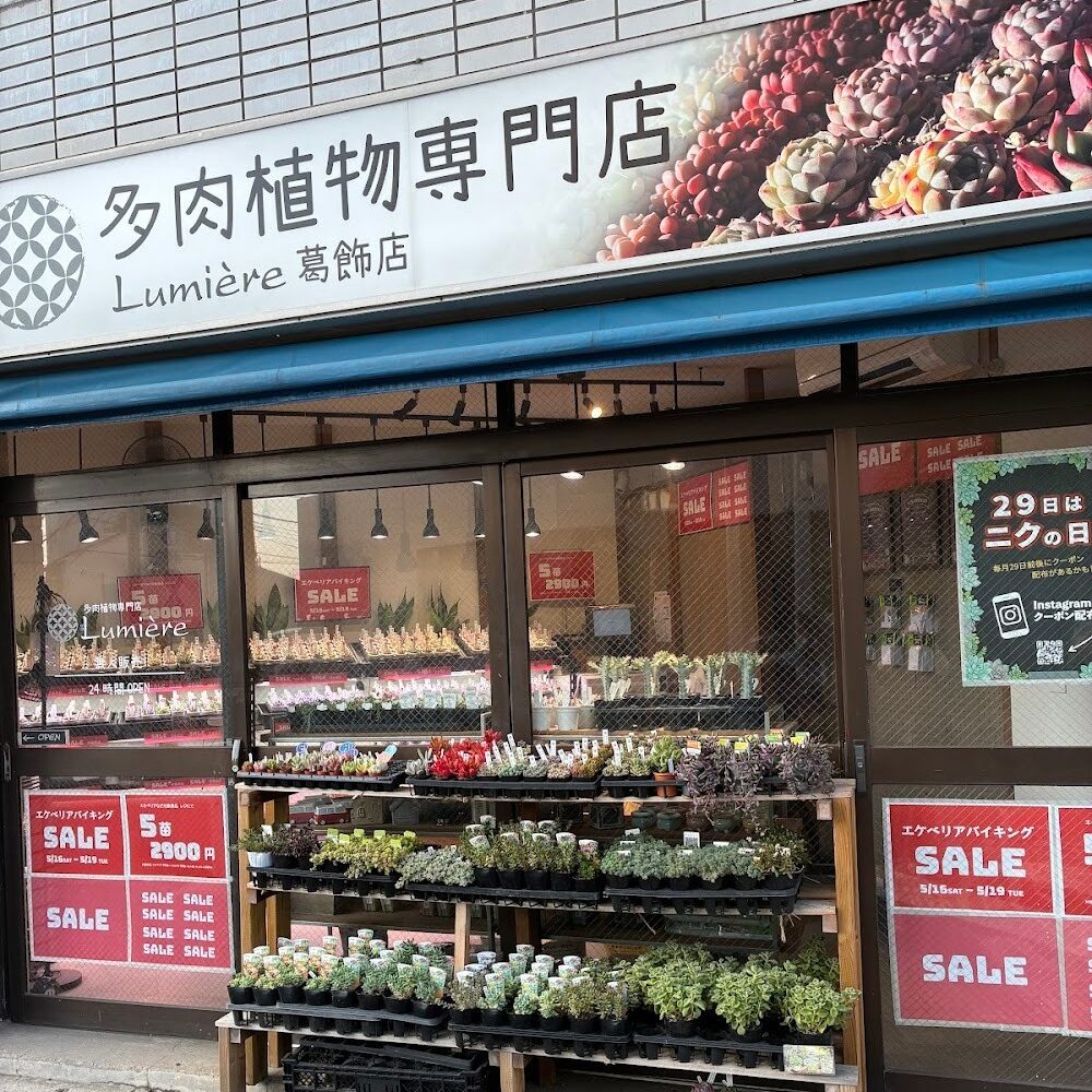 イベント・エケベリアバイキング|多肉植物専門店リュミエール葛飾店_20260517