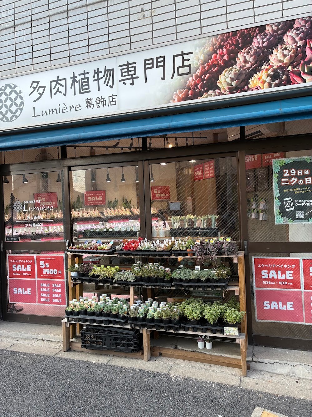 東京でエケベリアがたくさん並ぶ無人販売店|多肉植物専門店リュミエール葛飾店_20260517