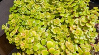 東京でエケベリアがたくさん並ぶ無人販売店|多肉植物専門店リュミエール葛飾店_20260519
