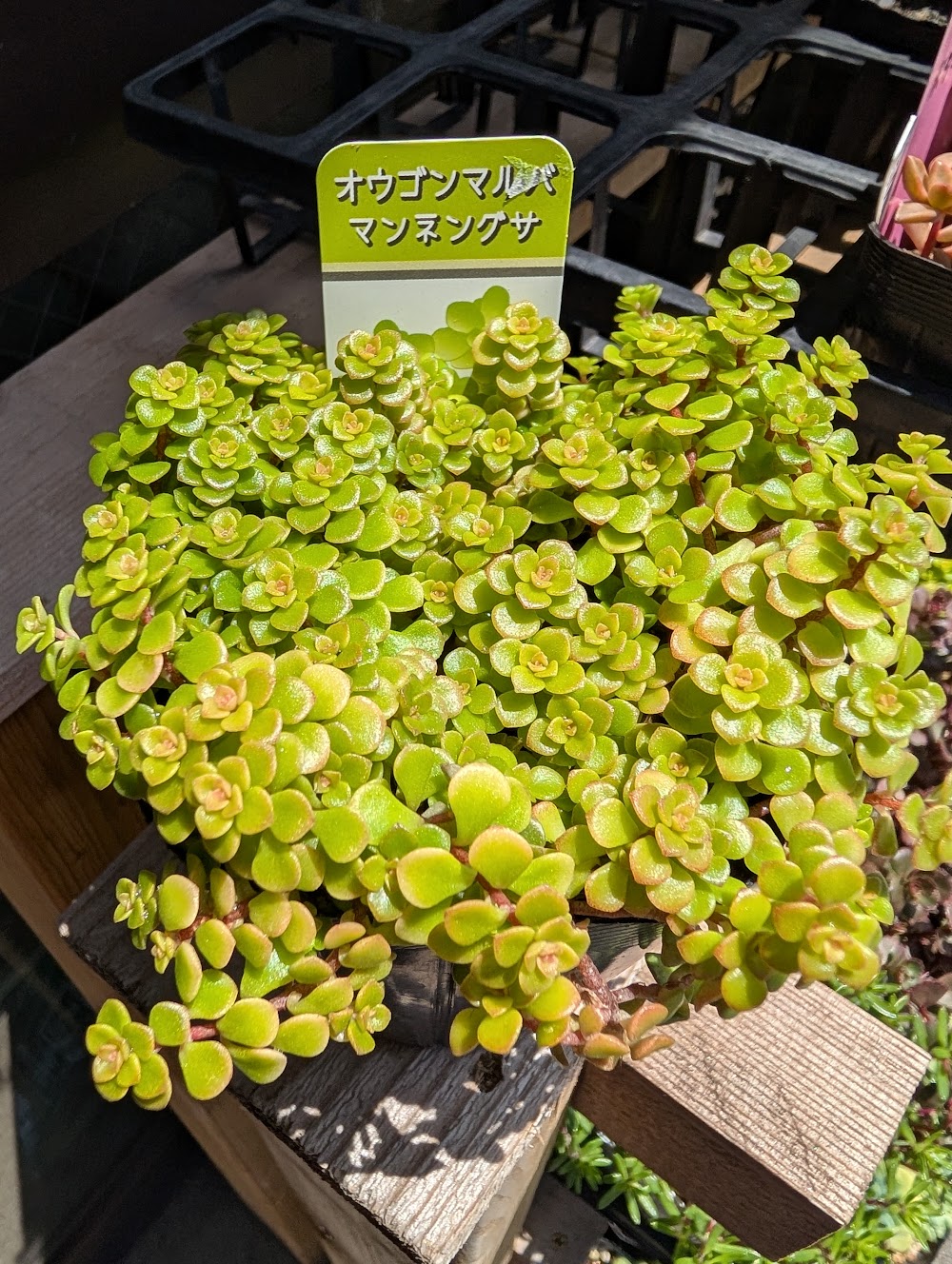 東京でエケベリアがたくさん並ぶ無人販売店|多肉植物専門店リュミエール葛飾店_20260519