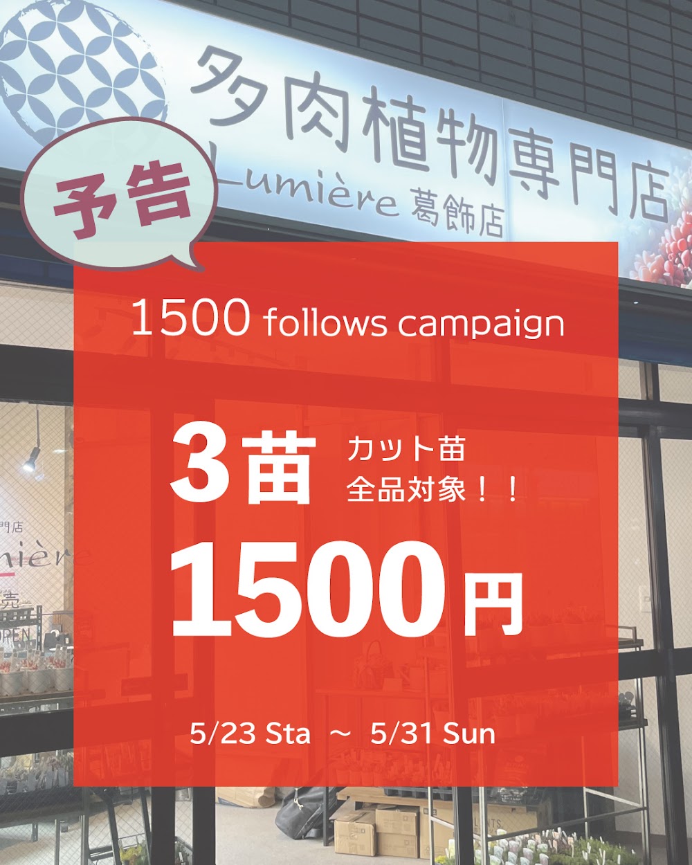 東京でエケベリアがたくさん並ぶ無人販売店|多肉植物専門店リュミエール葛飾店_20260520