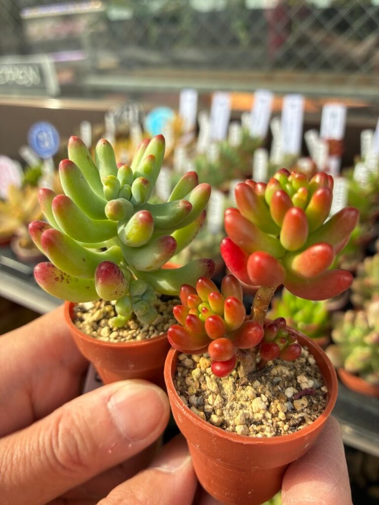 多肉植物1寸鉢はセダムとエケベリアも盛りだくさん|多肉植物専門店リュミエール葛飾店_20260521