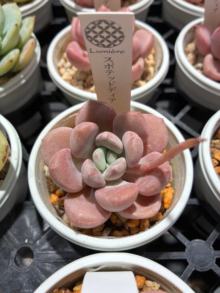 スポテッドディア|多肉植物専門店リュミエール葛飾店_20260521