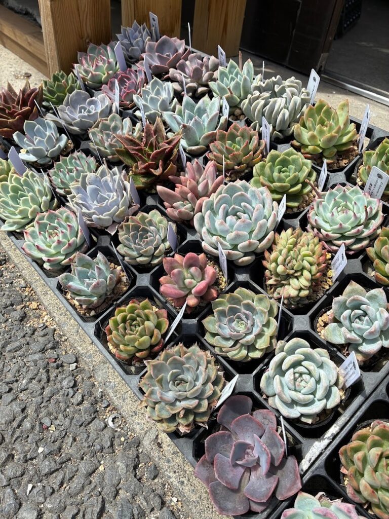 農家直送！エケベリアがたくさん|多肉植物専門店リュミエール葛飾店_20260521
