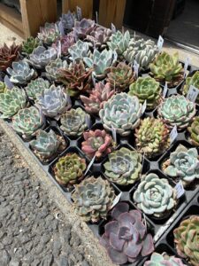 農家直送！エケベリアがいっぱい|多肉植物専門店リュミエール葛飾店_20260521