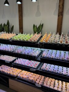 エケベリア盛りだくさんの店内です|多肉植物専門店リュミエール葛飾店_20260521