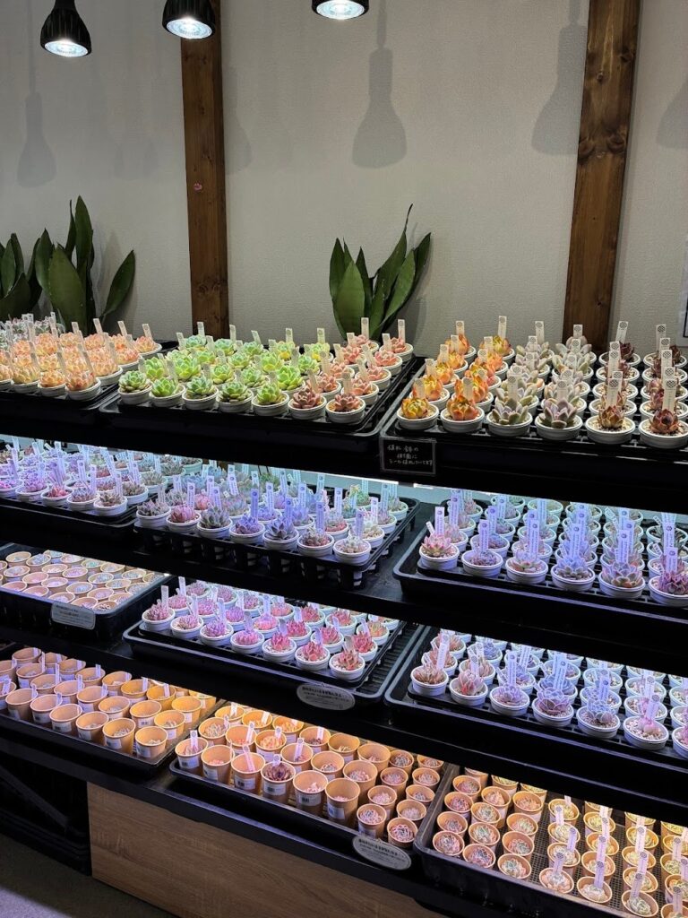 エケベリア盛りだくさんの店内です|多肉植物専門店リュミエール葛飾店_20260521