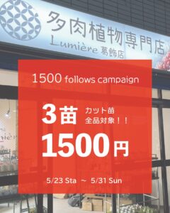 イベント開催!カット苗キャンペーン|多肉植物専門店リュミエール葛飾店_20260522