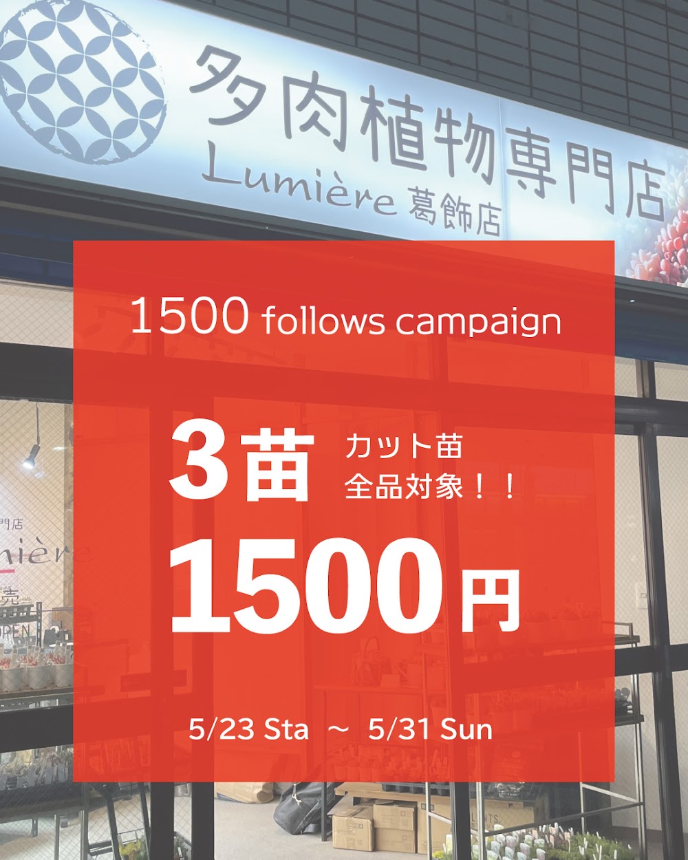 東京でエケベリアがたくさん並ぶ無人販売店|多肉植物専門店リュミエール葛飾店_20260522