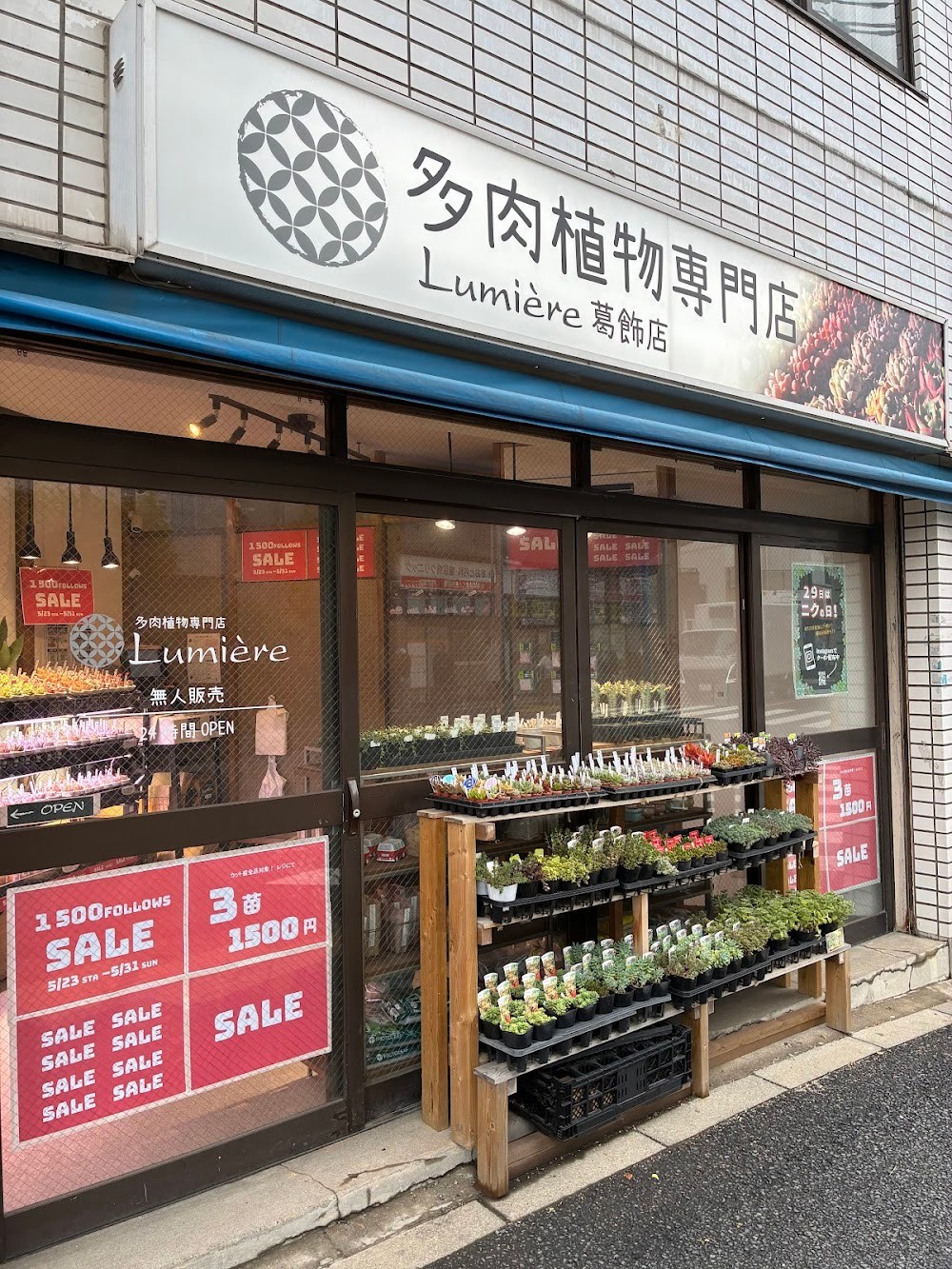 東京でエケベリアがたくさん並ぶ無人販売店|多肉植物専門店リュミエール葛飾店_20260523