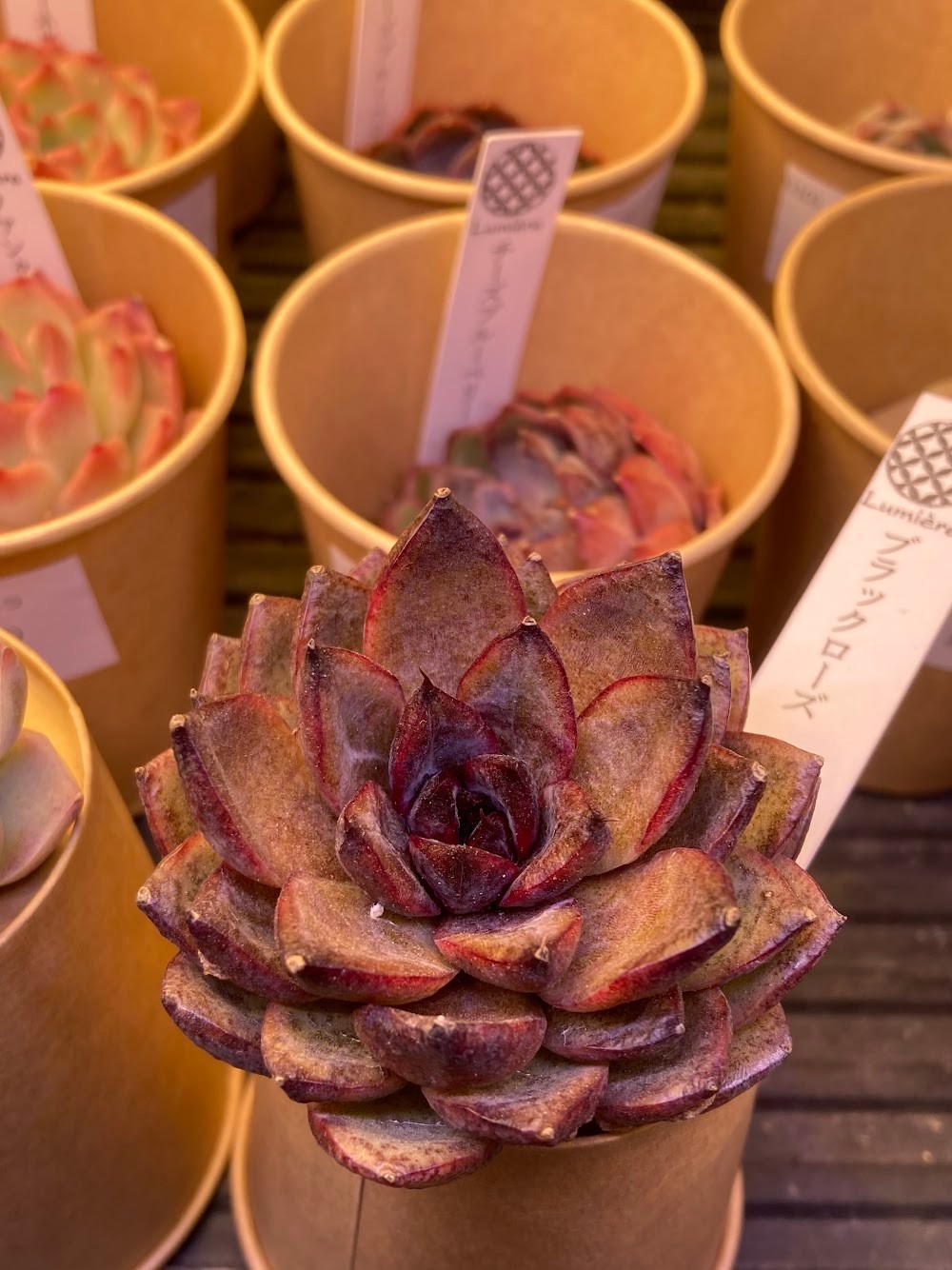 ブラックローズ-ダーク系エケベリア|多肉植物専門店リュミエール葛飾店_20260524