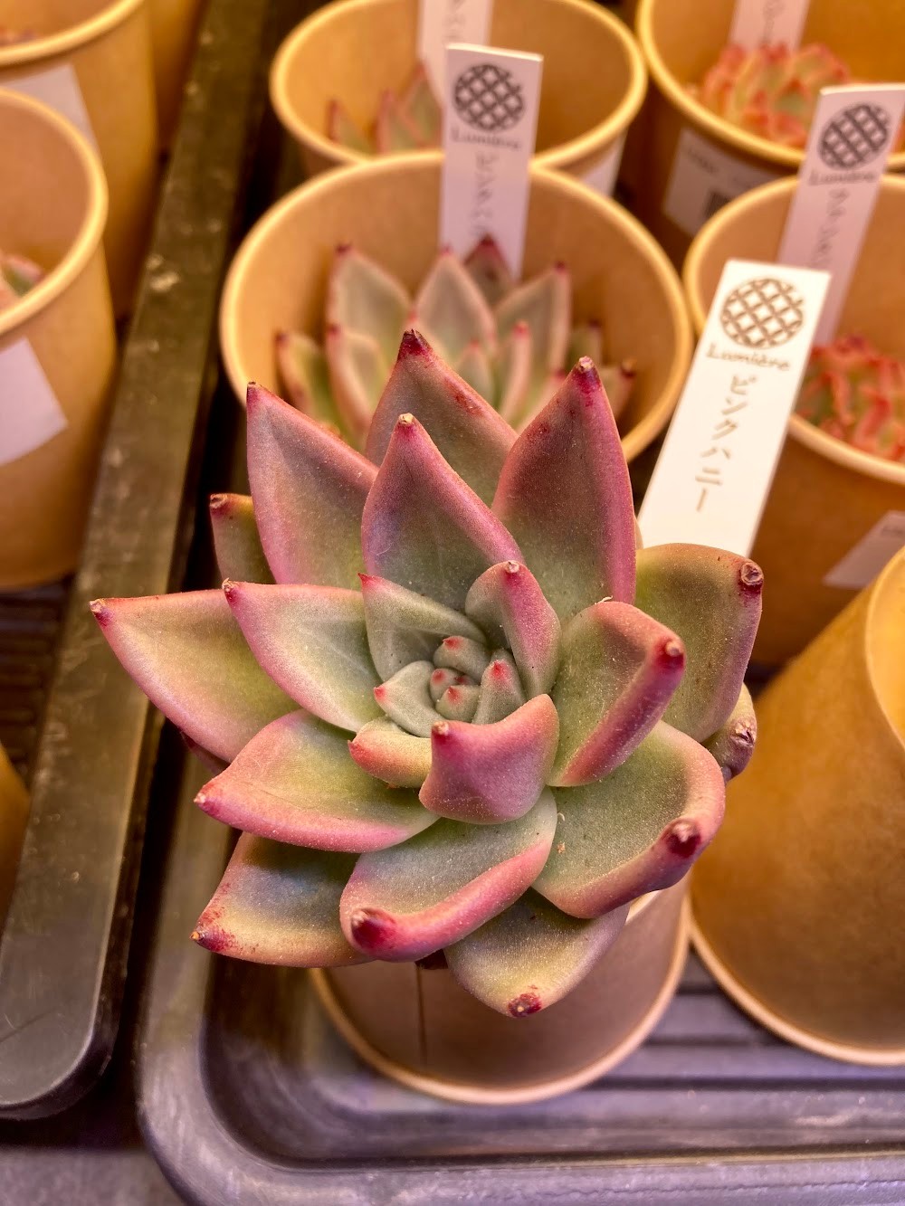 ピンクハニー-赤い紅葉が抜群に可愛い!|多肉植物専門店リュミエール葛飾店_20260524