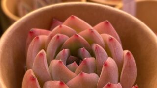 スリョン-ピンクの可愛いエケベリア|多肉植物専門店リュミエール葛飾店_20260524