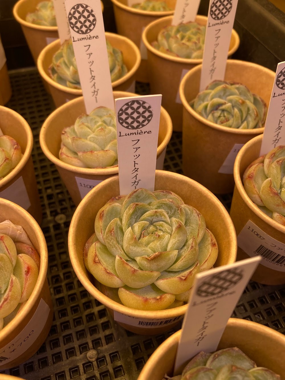ファットタイガー_エケベリア|多肉植物専門店リュミエール葛飾店_20260524