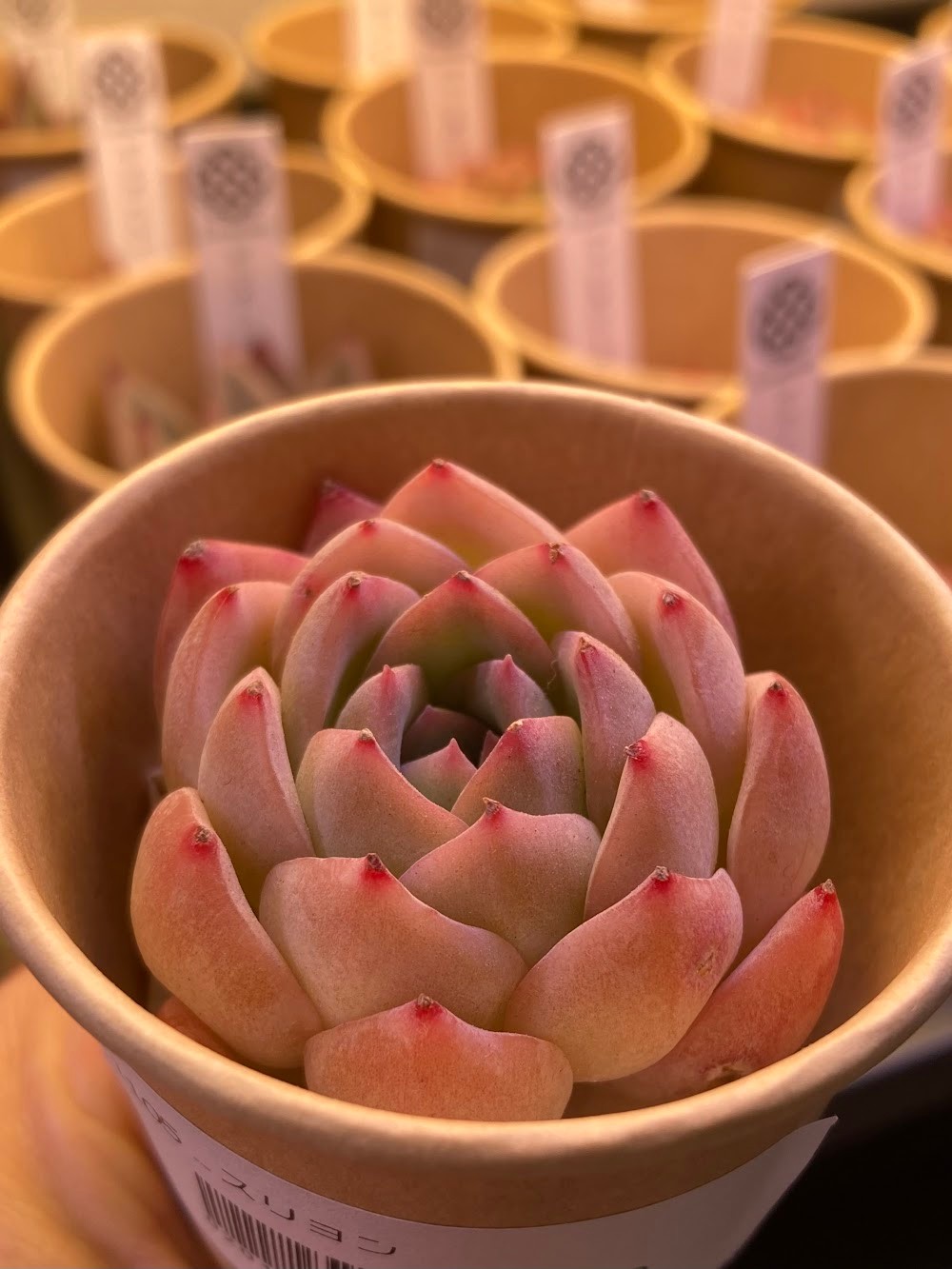 東京でエケベリアがたくさん並ぶ無人販売店|多肉植物専門店リュミエール葛飾店_20260524
