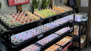 東京でエケベリアがたくさん並ぶ無人販売店|多肉植物専門店リュミエール葛飾店_20260526