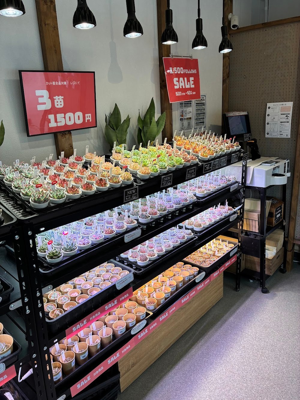 東京でエケベリアがたくさん並ぶ無人販売店|多肉植物専門店リュミエール葛飾店_20260526