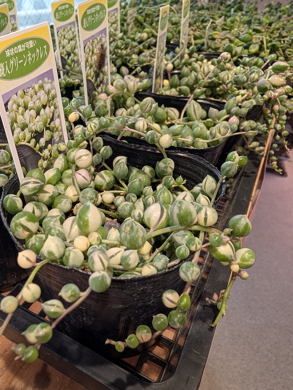 大人気の斑入りグリーンネックレス！|多肉植物専門店リュミエール葛飾店_20260527