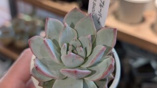 ブルーバード・ピンクのエッジが可愛い粉系エケベリア|多肉植物専門店リュミエール葛飾店_20260527