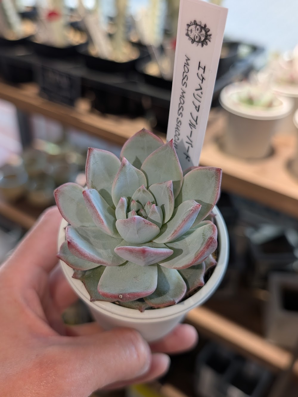 ブルーバード・ピンクのエッジが可愛い粉系エケベリア|多肉植物専門店リュミエール葛飾店_20260527